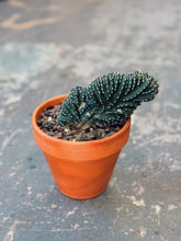 Load image into Gallery viewer, Crested Mexican Fencepost