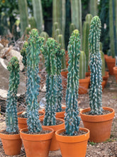 Load image into Gallery viewer, Cereus Blue “Peruvian apple” monstrose cactus