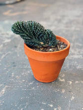 Load image into Gallery viewer, Crested Mexican Fencepost