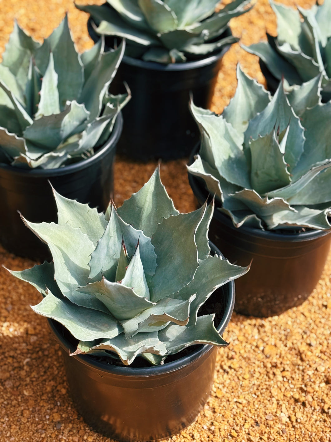 “Whales tongue” Agave Ovatifolia frosty blue
