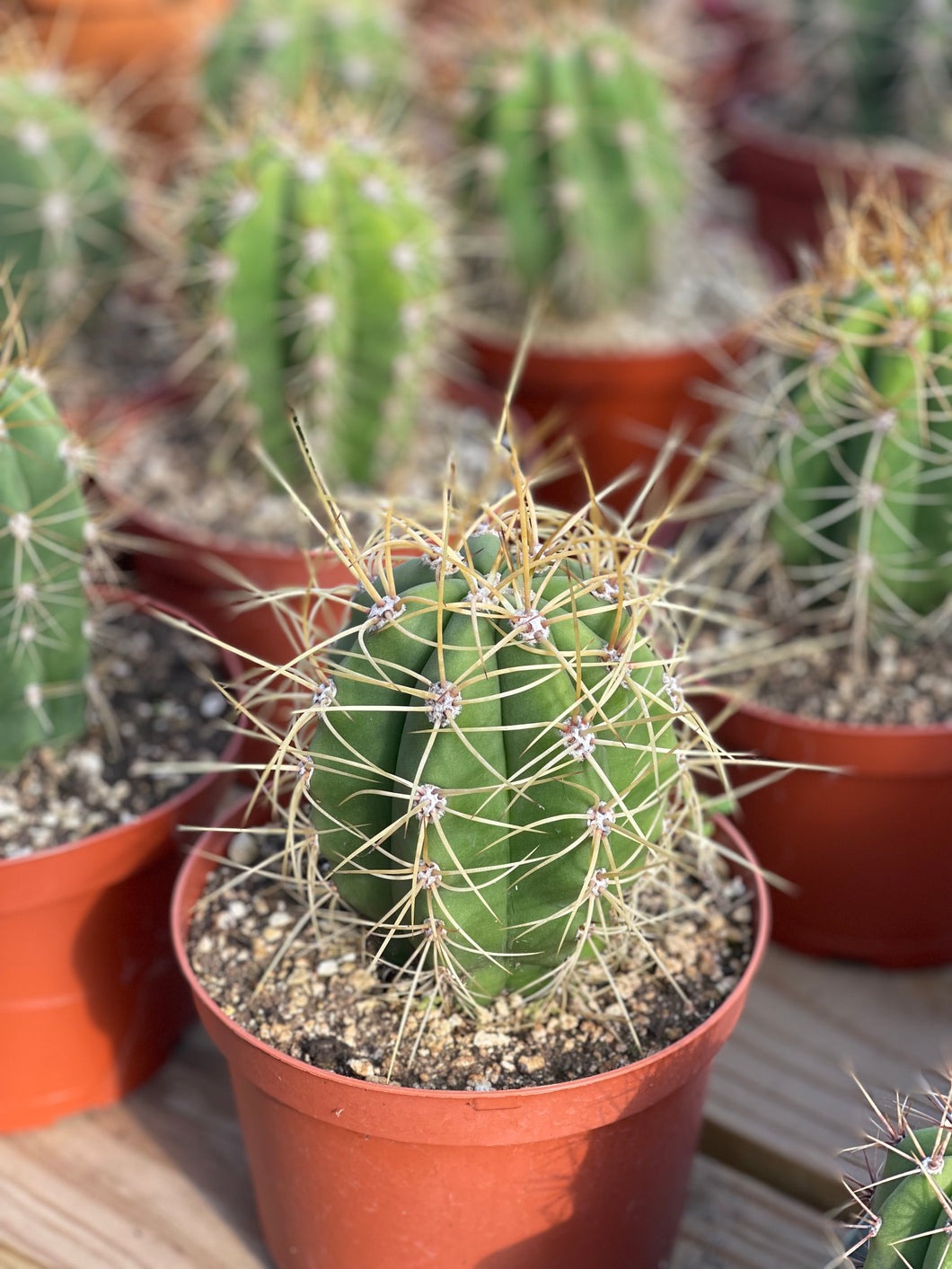 Trichocereus Terscheckii 6” pot