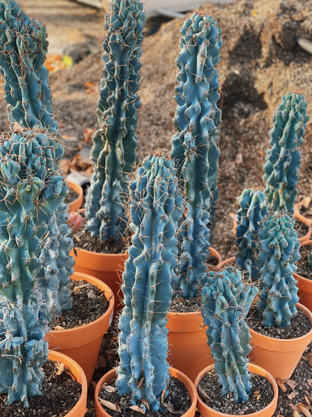 Cereus Blue “Peruvian apple” monstrose cactus
