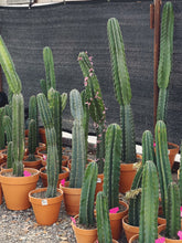 Load image into Gallery viewer, Cereus “Peruvian apple” cactus
