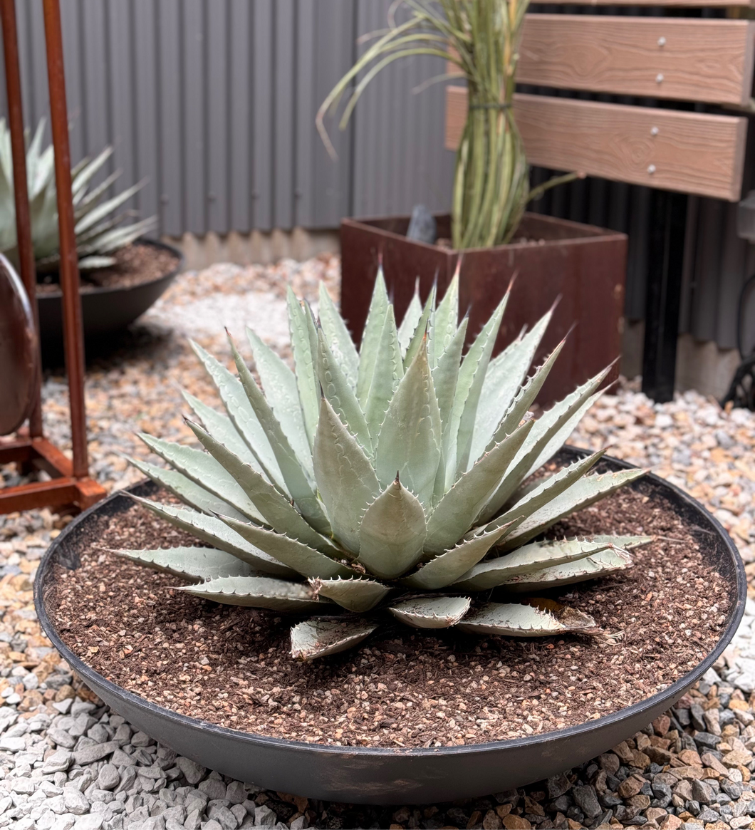 PRE-ORDER 50% deposit for Large Neomexicana Agaves