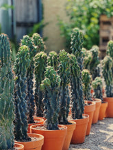 Load image into Gallery viewer, Cereus Blue “Peruvian apple” monstrose cactus
