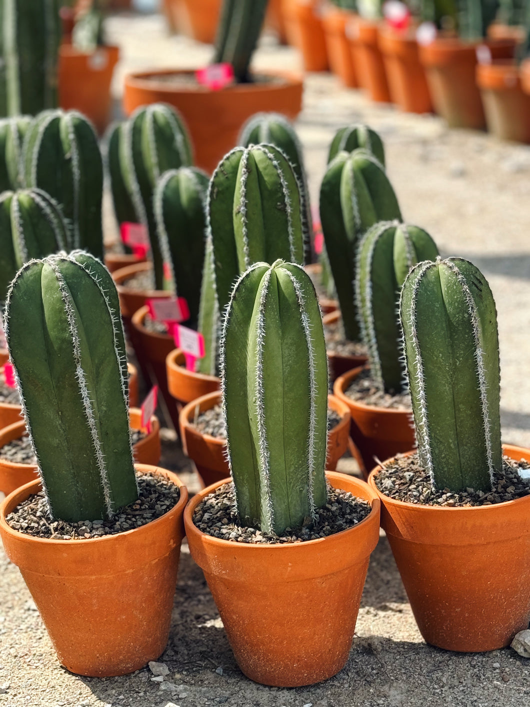 Lophocereus Marginatus 