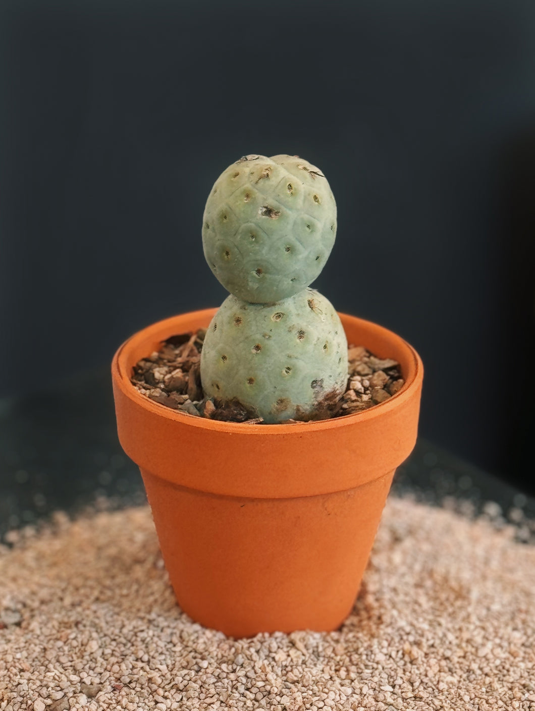 Tephrocactus Geometricus - 2 ball