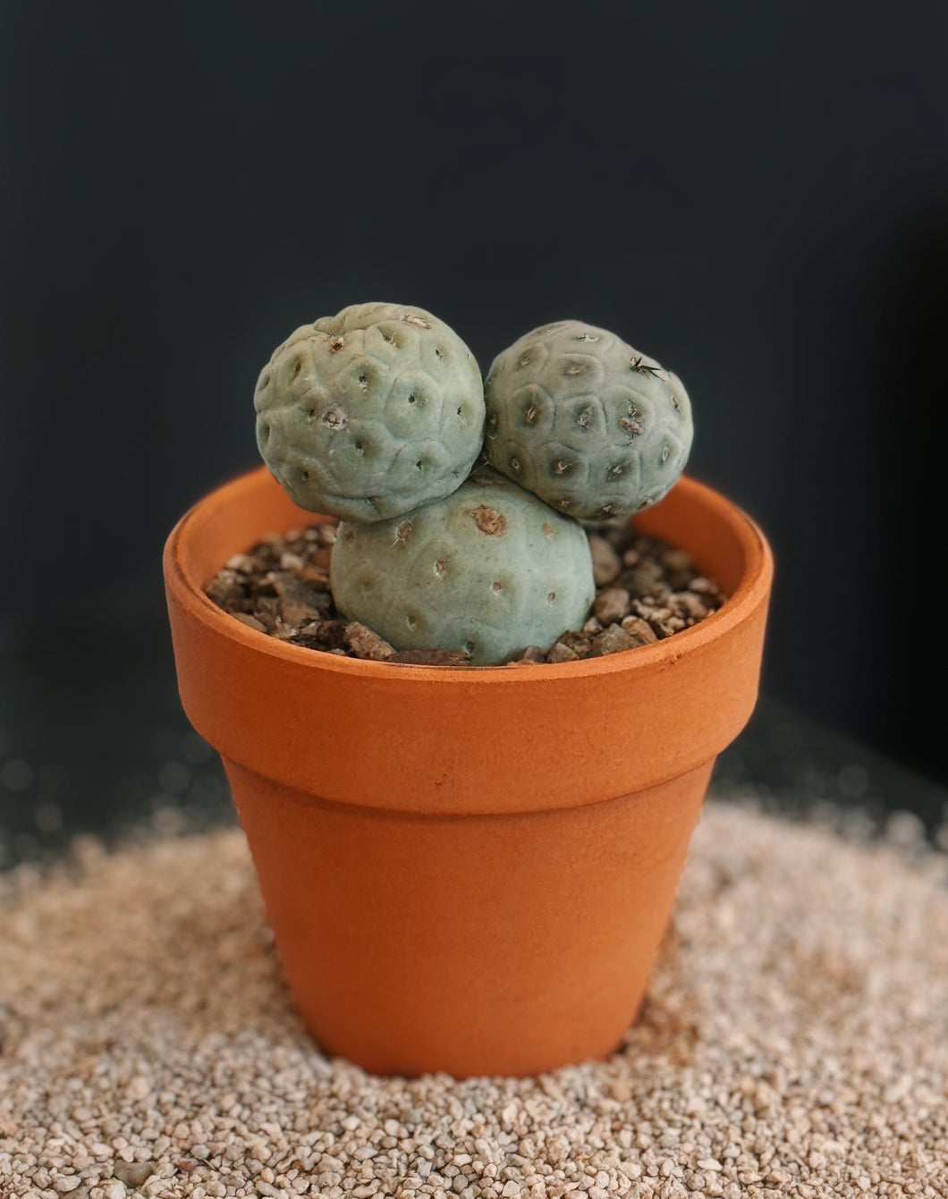 Tephrocactus Geometricus - 3 ball