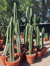 Load image into Gallery viewer, Lophocereus Marginatus &quot;Mexican Fencepost&quot; cactus
